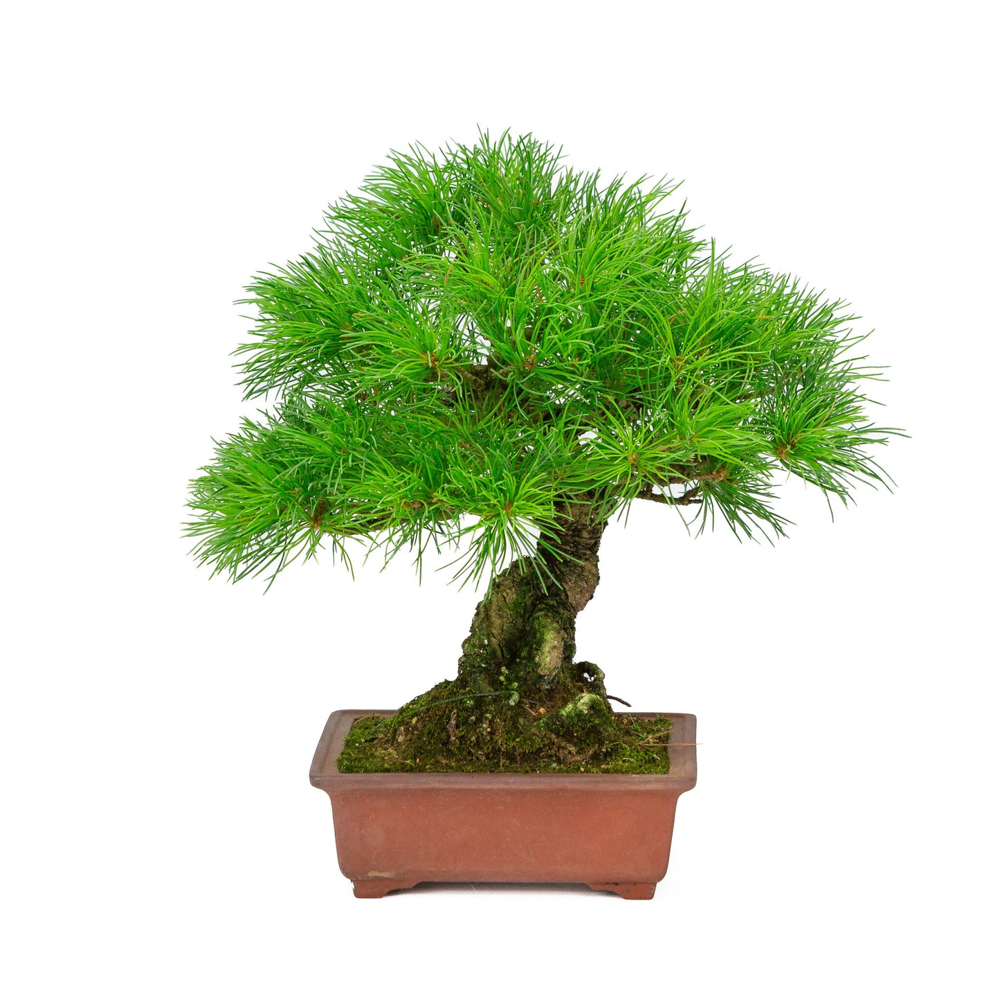 Bonsaï d'extérieur Pinus parviflora, pot rectangulaire non émaillé de 15 cm, hauteur ~28 cm