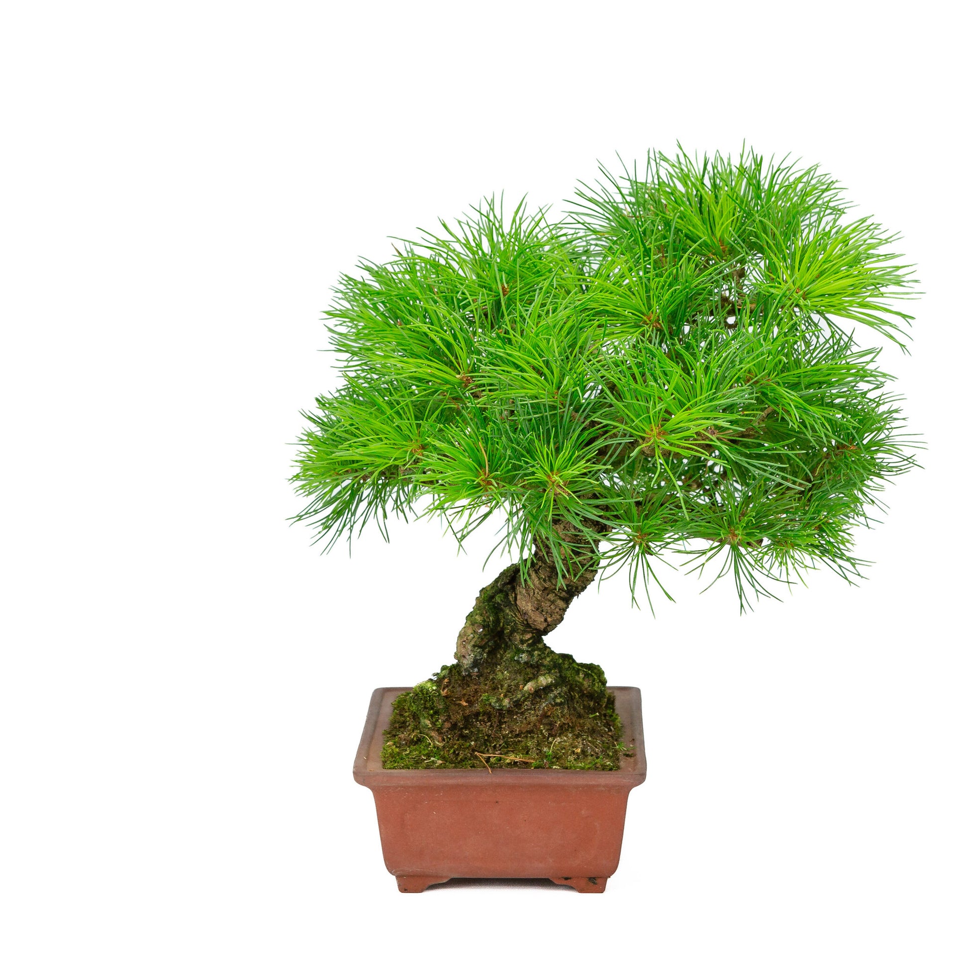 Bonsaï d'extérieur Pinus parviflora, pot rectangulaire non émaillé de 15 cm, hauteur ~28 cm