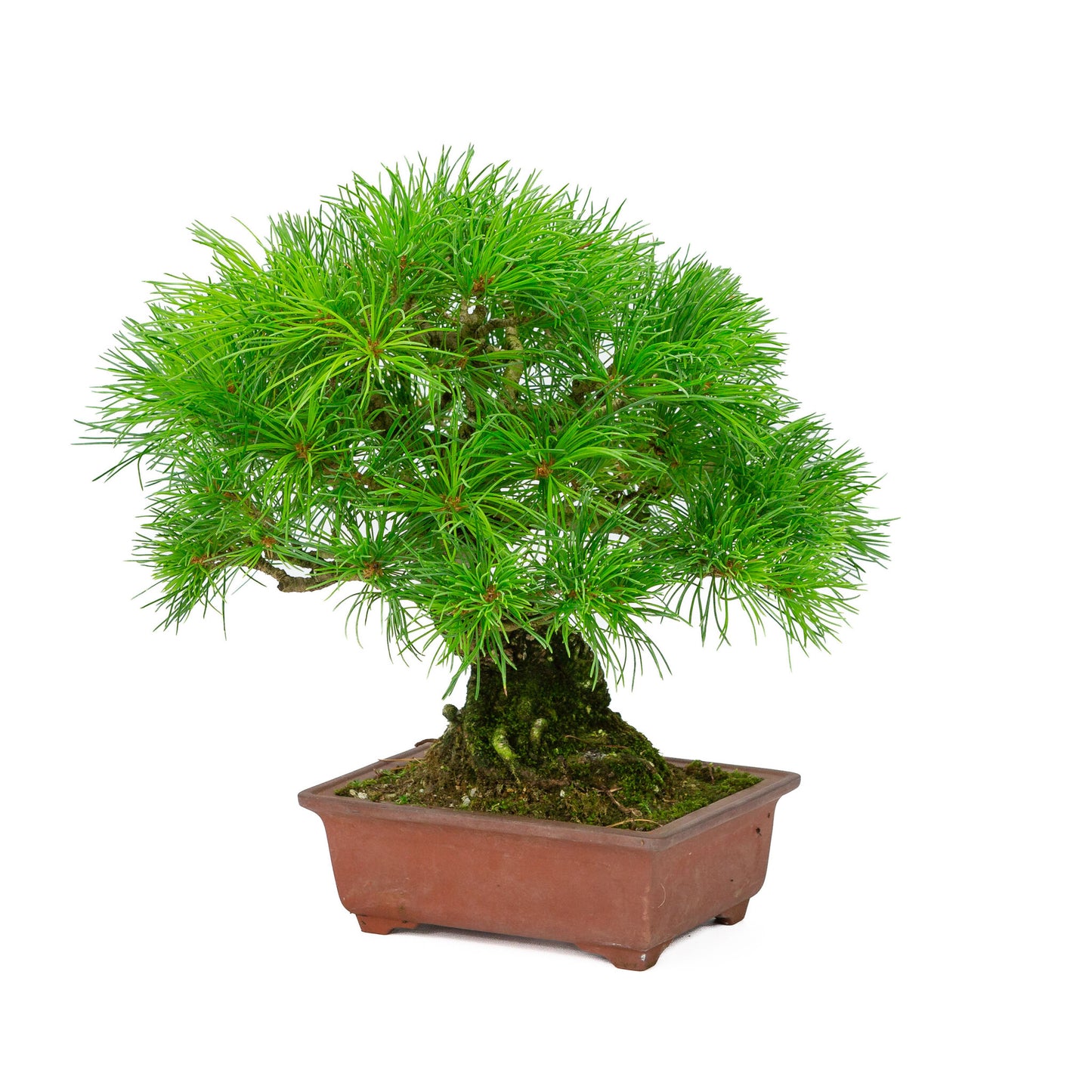 Bonsaï d'extérieur Pinus parviflora, pot rectangulaire non émaillé de 15 cm, hauteur ~28 cm