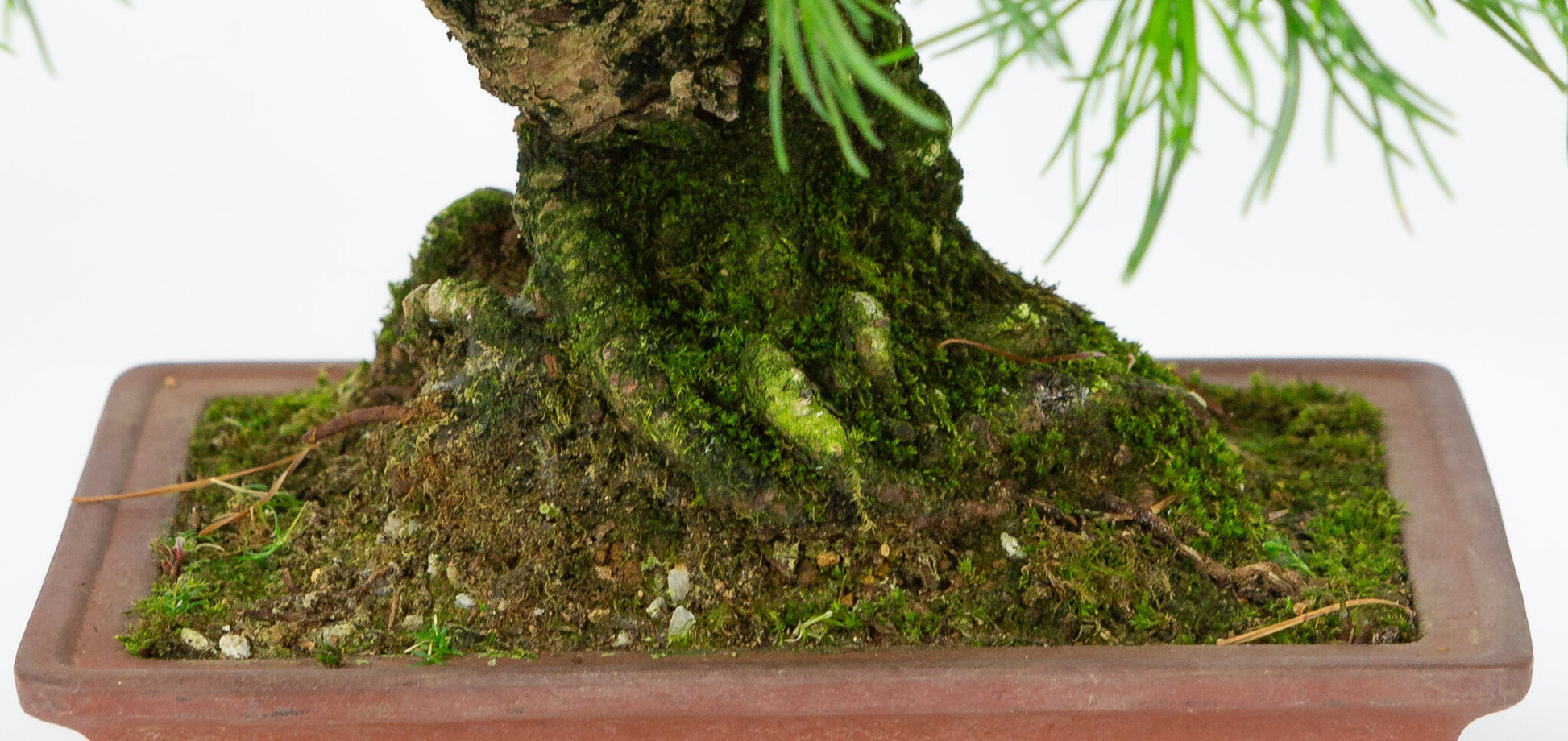 Bonsaï d'extérieur Pinus parviflora, pot rectangulaire non émaillé de 15 cm, hauteur ~28 cm
