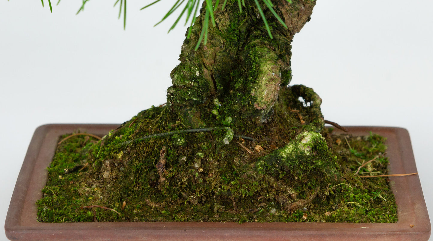 Bonsaï d'extérieur Pinus parviflora, pot rectangulaire non émaillé de 15 cm, hauteur ~28 cm