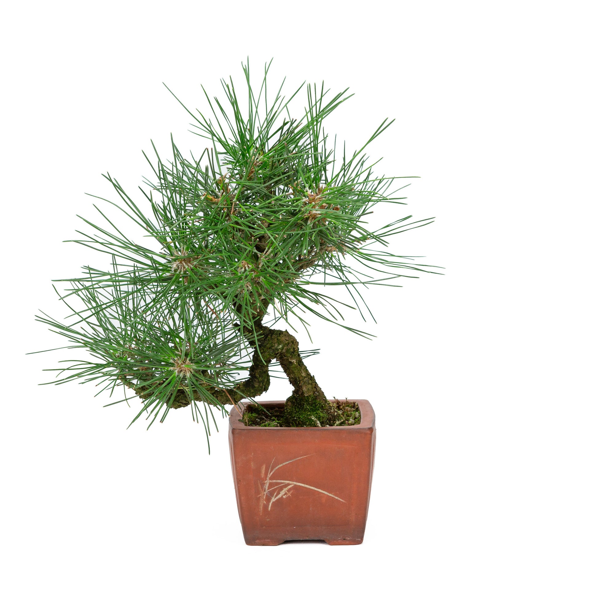 Bonsaï d'extérieur Pinus thunbergii, pot quadrangulaire non émaillé de 11 cm, hauteur ~35 cm