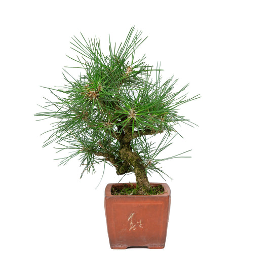 Bonsaï d'extérieur Pinus thunbergii, pot quadrangulaire non émaillé de 11 cm, hauteur ~35 cm