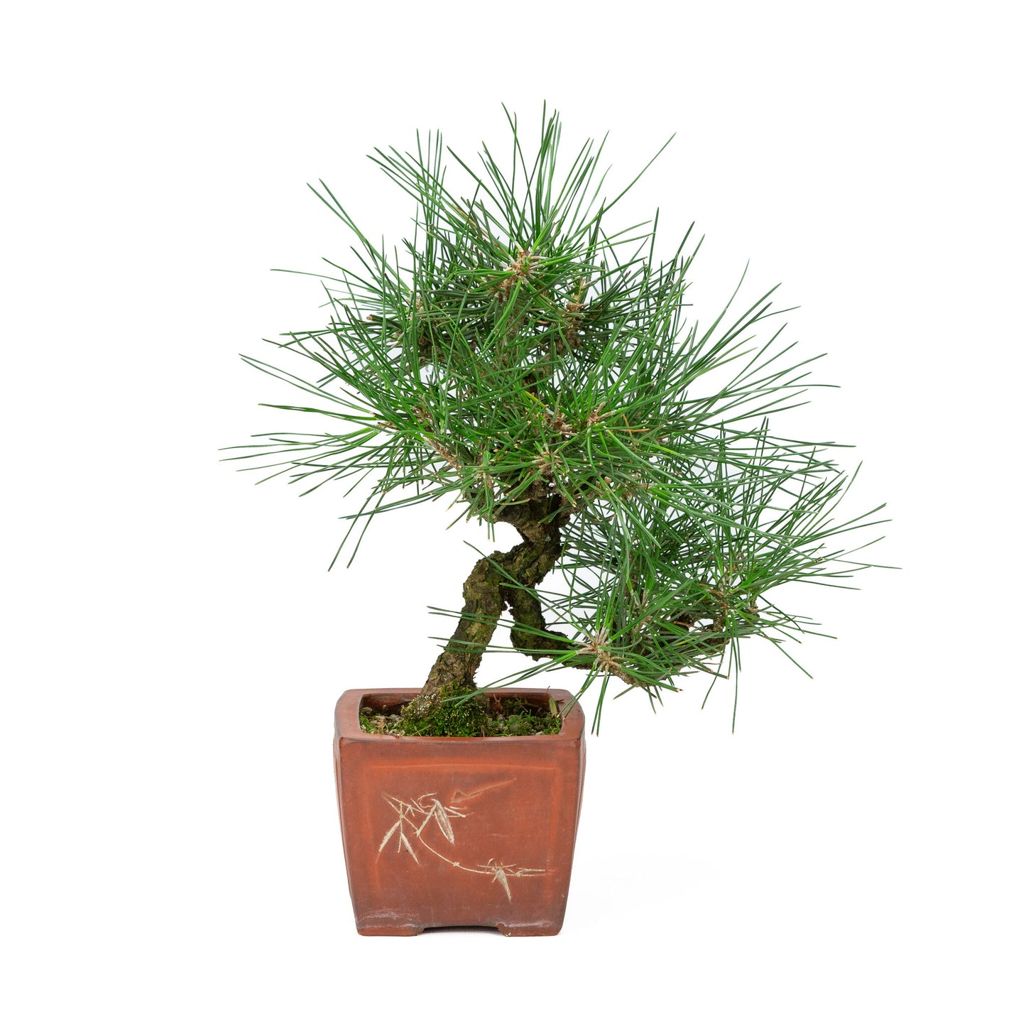 Bonsaï d'extérieur Pinus thunbergii, pot quadrangulaire non émaillé de 11 cm, hauteur ~35 cm
