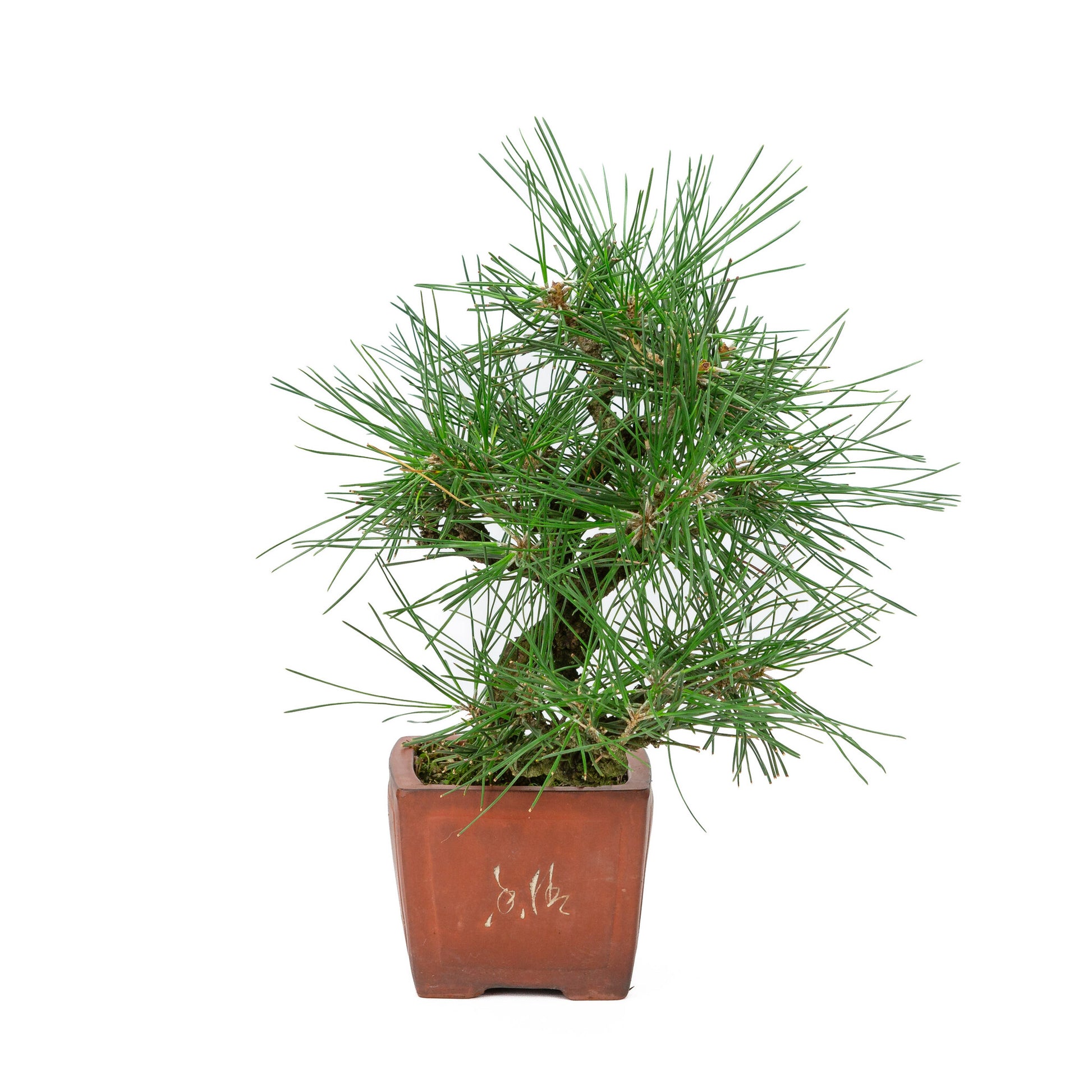 Bonsaï d'extérieur Pinus thunbergii, pot quadrangulaire non émaillé de 11 cm, hauteur ~35 cm