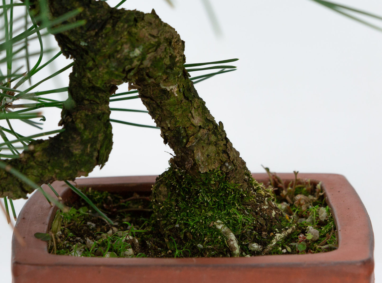 Bonsaï d'extérieur Pinus thunbergii, pot quadrangulaire non émaillé de 11 cm, hauteur ~35 cm