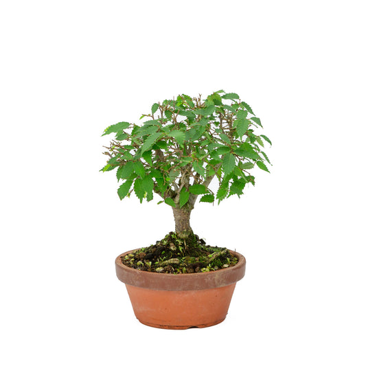 Buiten Bonsai Zelkova serrata terracotta pot 15cm, hoogte ~26cm