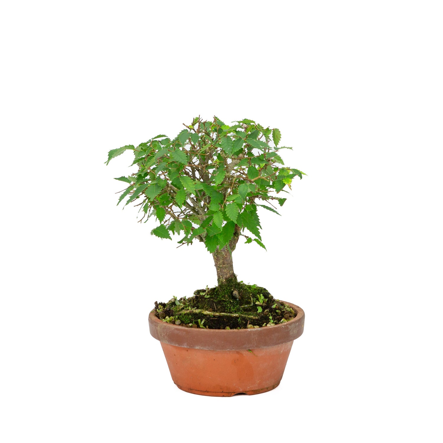 Buiten Bonsai Zelkova serrata terracotta pot 15cm, hoogte ~26cm