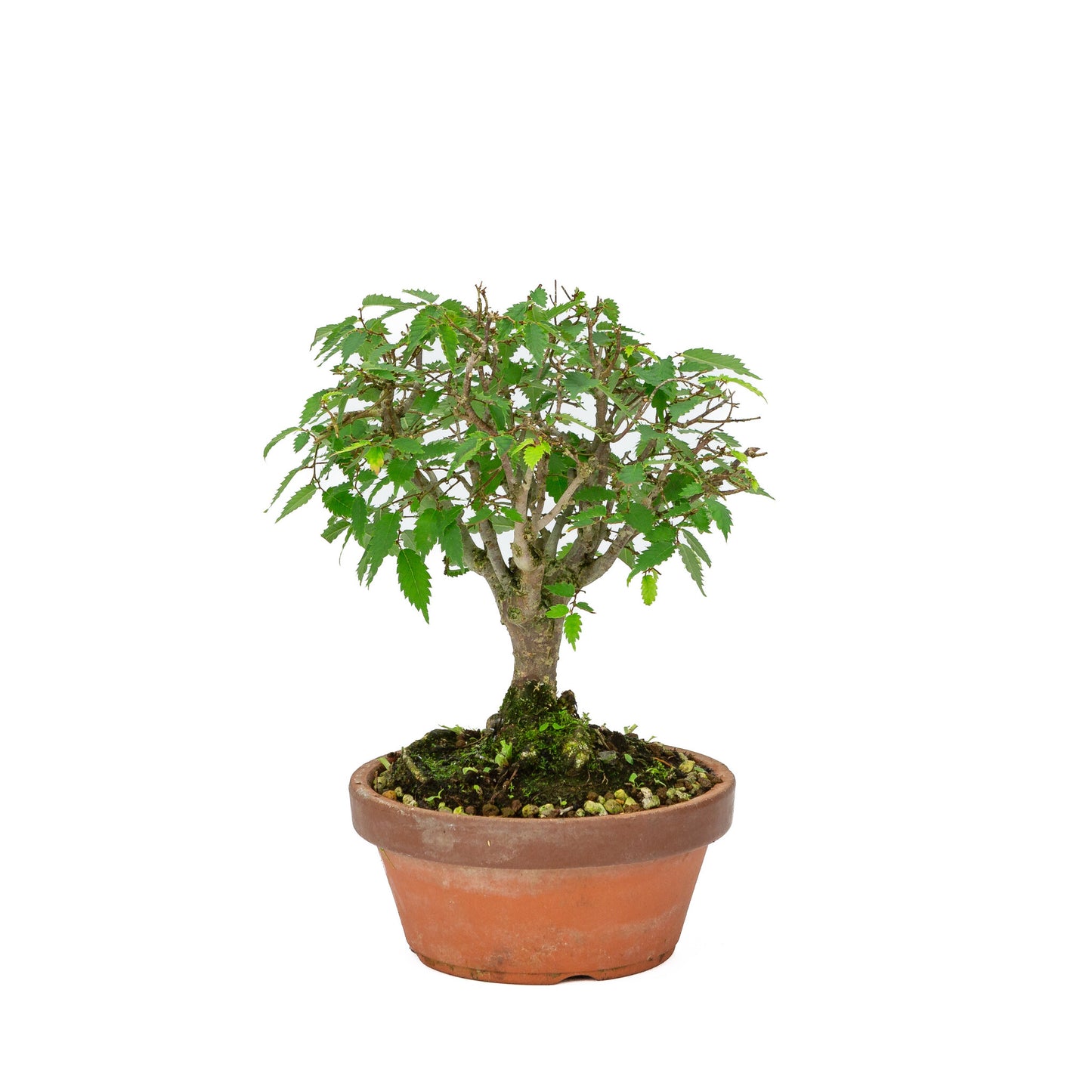 Buiten Bonsai Zelkova serrata terracotta pot 15cm, hoogte ~26cm