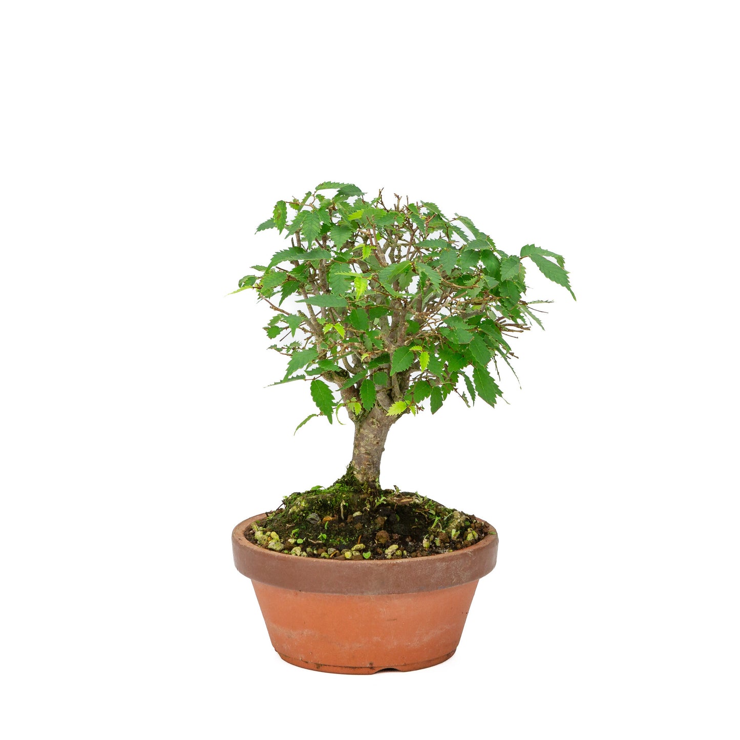 Buiten Bonsai Zelkova serrata terracotta pot 15cm, hoogte ~26cm