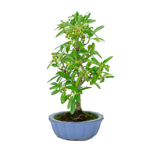 Bonsaï d'extérieur Pyracantha, pot rond bleu clair de 15 cm, hauteur ~34 cm