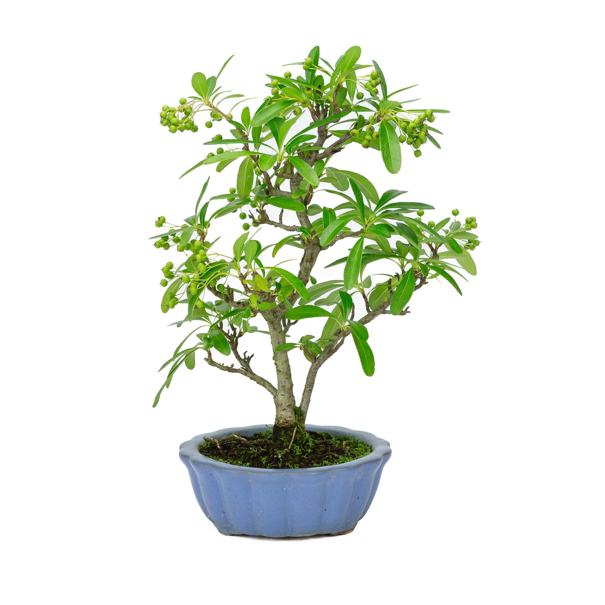 Bonsaï d'extérieur Pyracantha, pot rond bleu clair de 15 cm, hauteur ~34 cm
