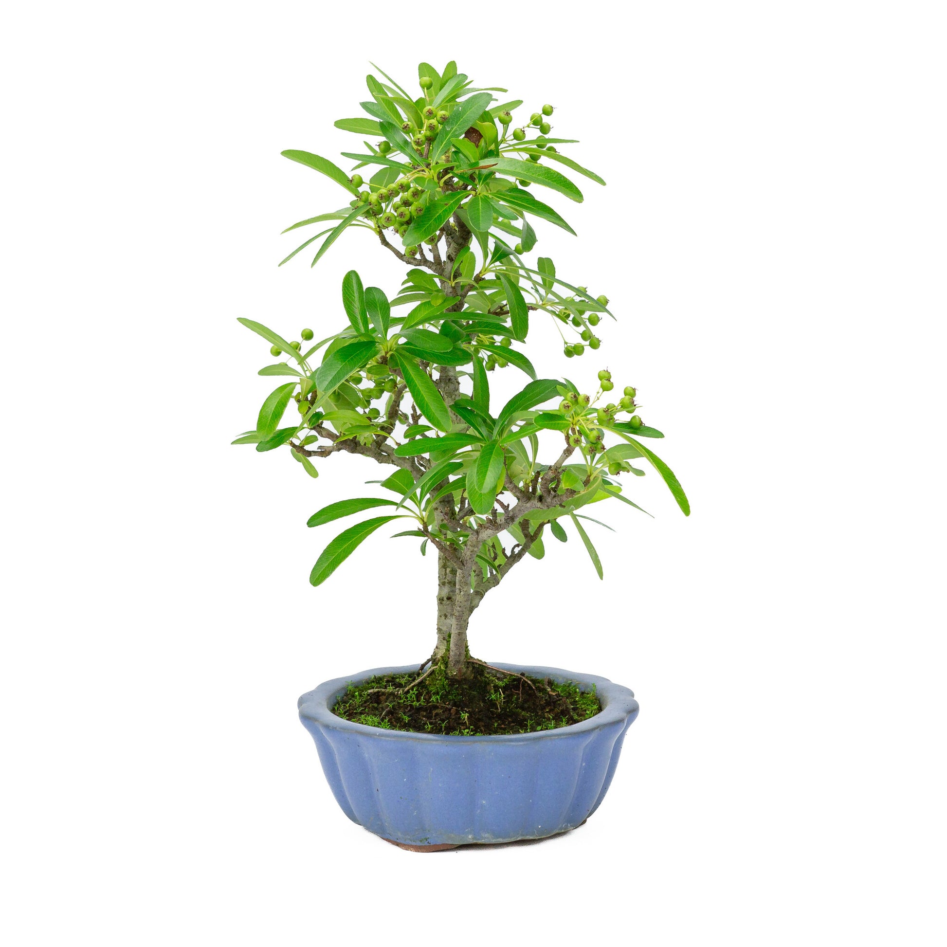 Bonsaï d'extérieur Pyracantha, pot rond bleu clair de 15 cm, hauteur ~34 cm