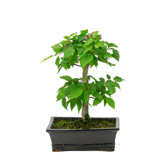 Buiten Bonsai Carpinus coreana blauwe rechthoekige pot 21cm, height ~34cm