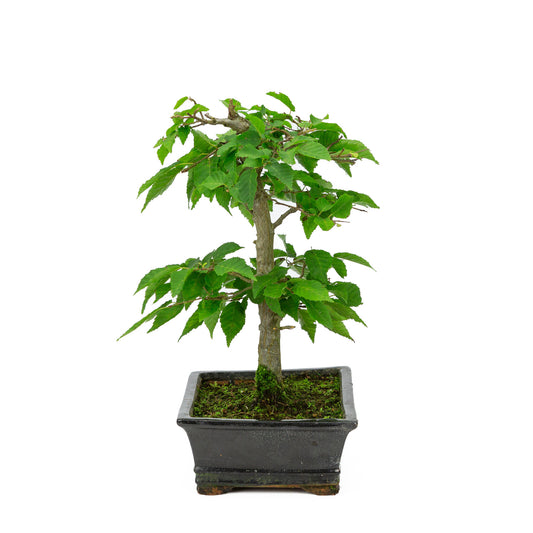 Buiten Bonsai Carpinus coreana blauwe rechthoekige pot 21cm, height ~34cm
