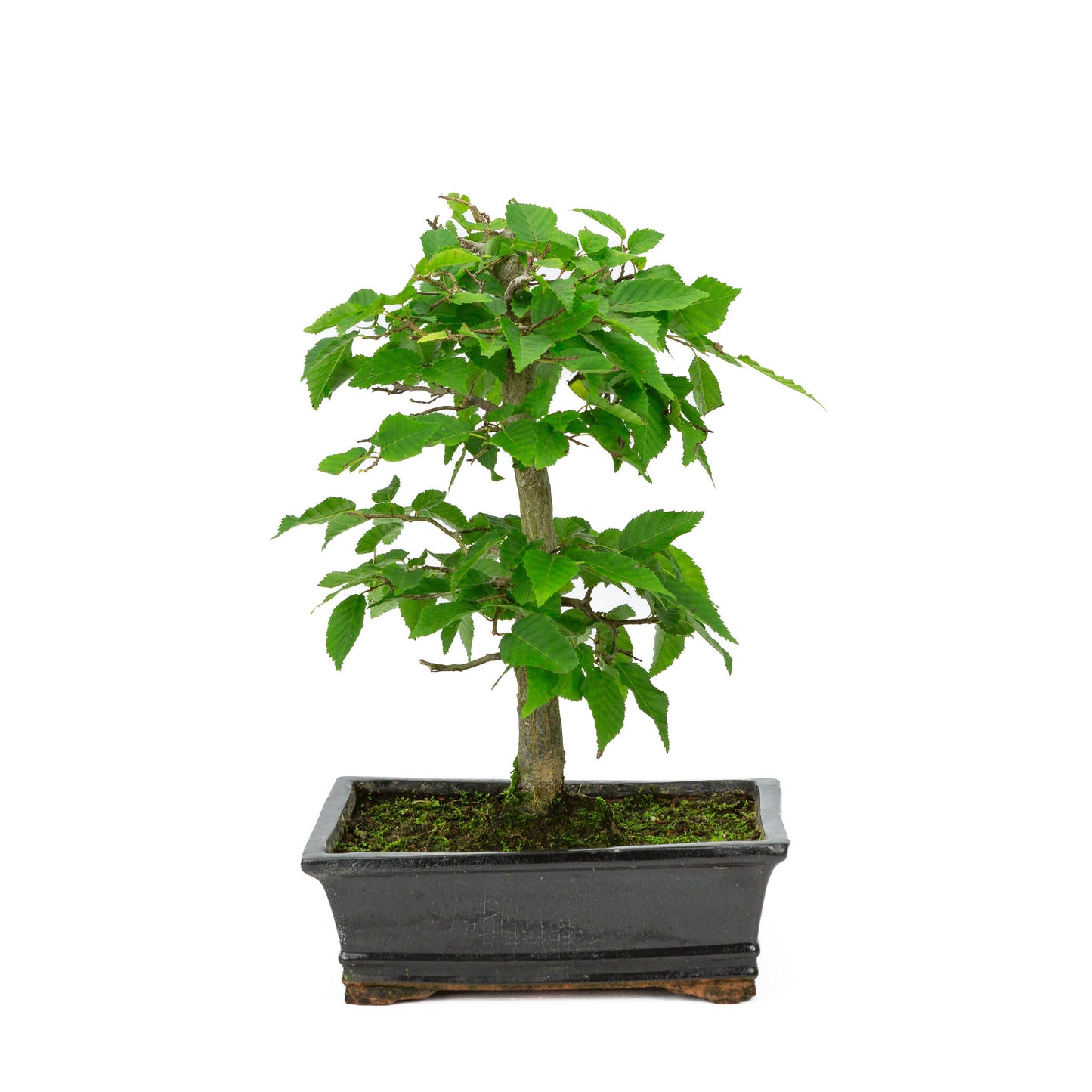 Buiten Bonsai Carpinus coreana blauwe rechthoekige pot 21cm, height ~34cm