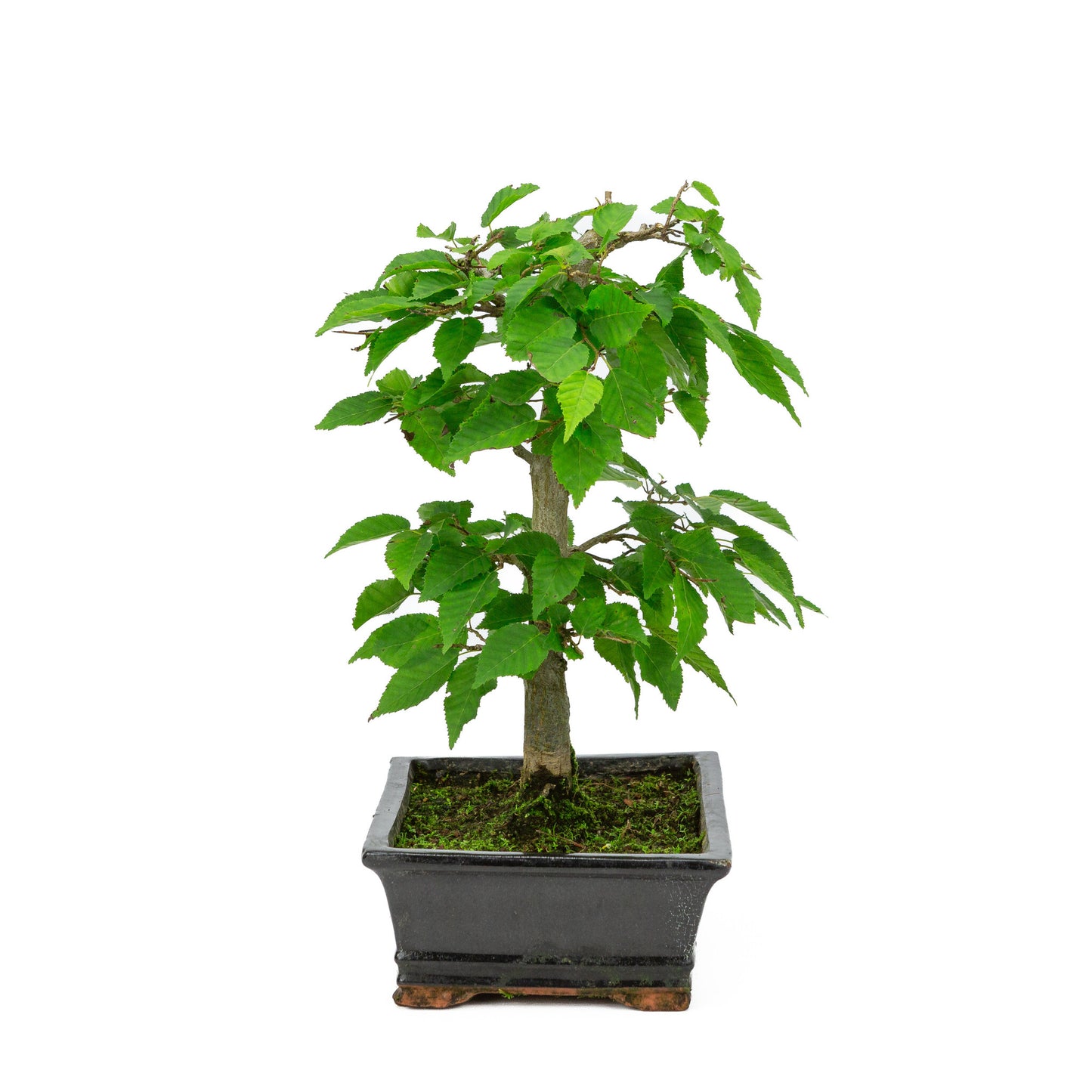 Buiten Bonsai Carpinus coreana blauwe rechthoekige pot 21cm, height ~34cm
