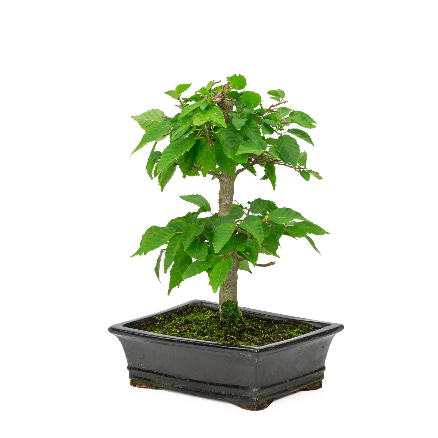 Buiten Bonsai Carpinus coreana blauwe rechthoekige pot 21cm, height ~34cm