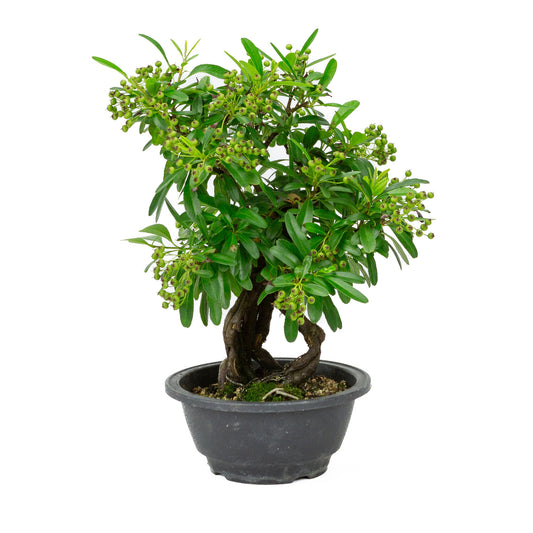 Bonsaï d'extérieur Pyracantha en pot plastique de 16 cm, hauteur ~32 cm