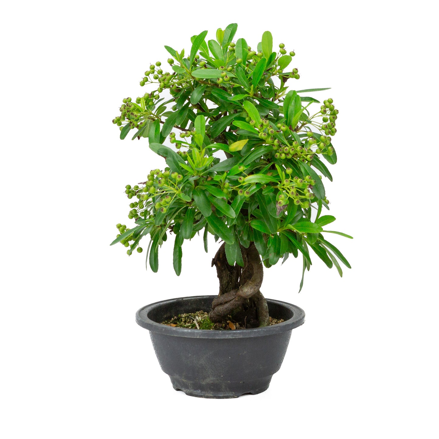 Bonsaï d'extérieur Pyracantha en pot plastique de 16 cm, hauteur ~32 cm