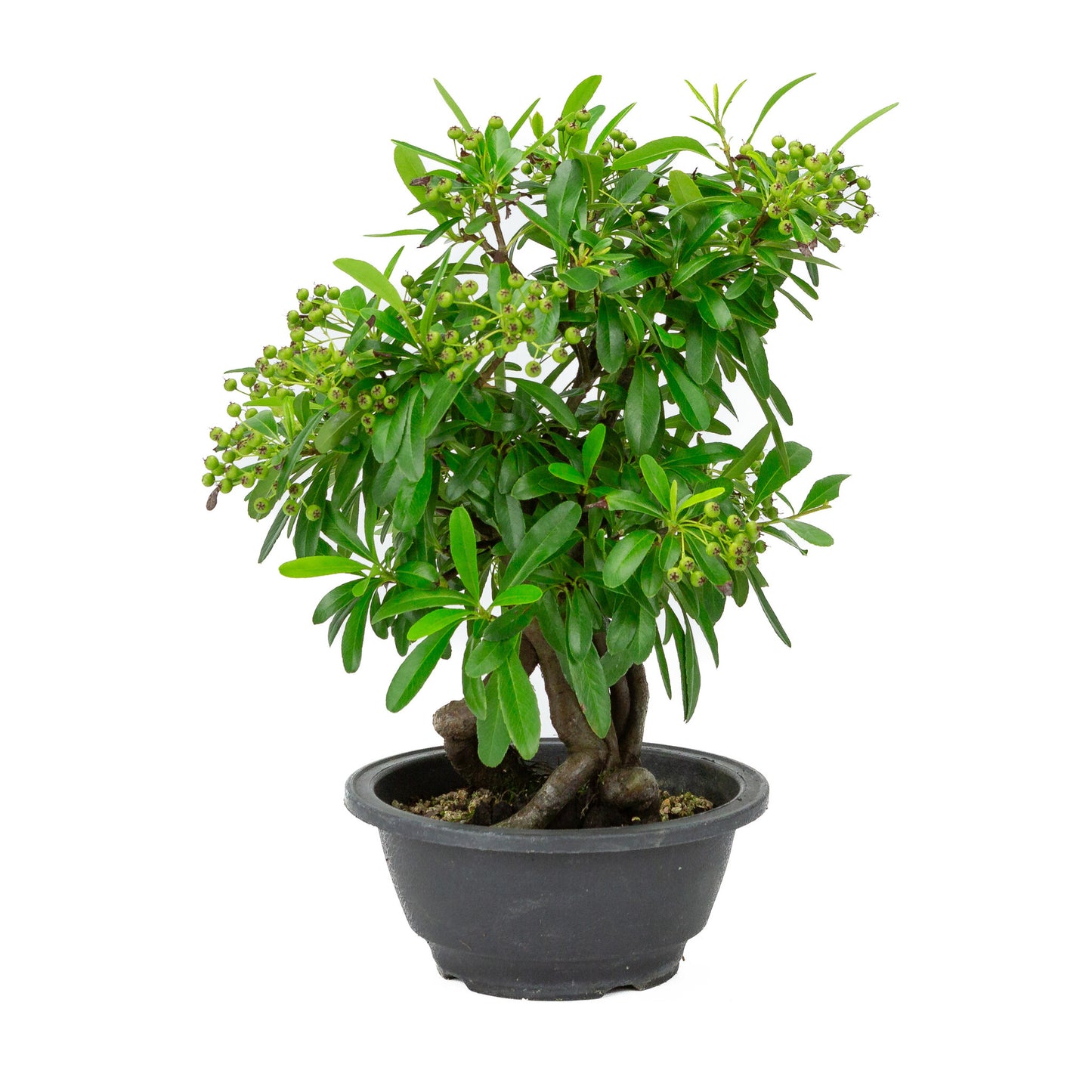 Bonsaï d'extérieur Pyracantha en pot plastique de 16 cm, hauteur ~32 cm
