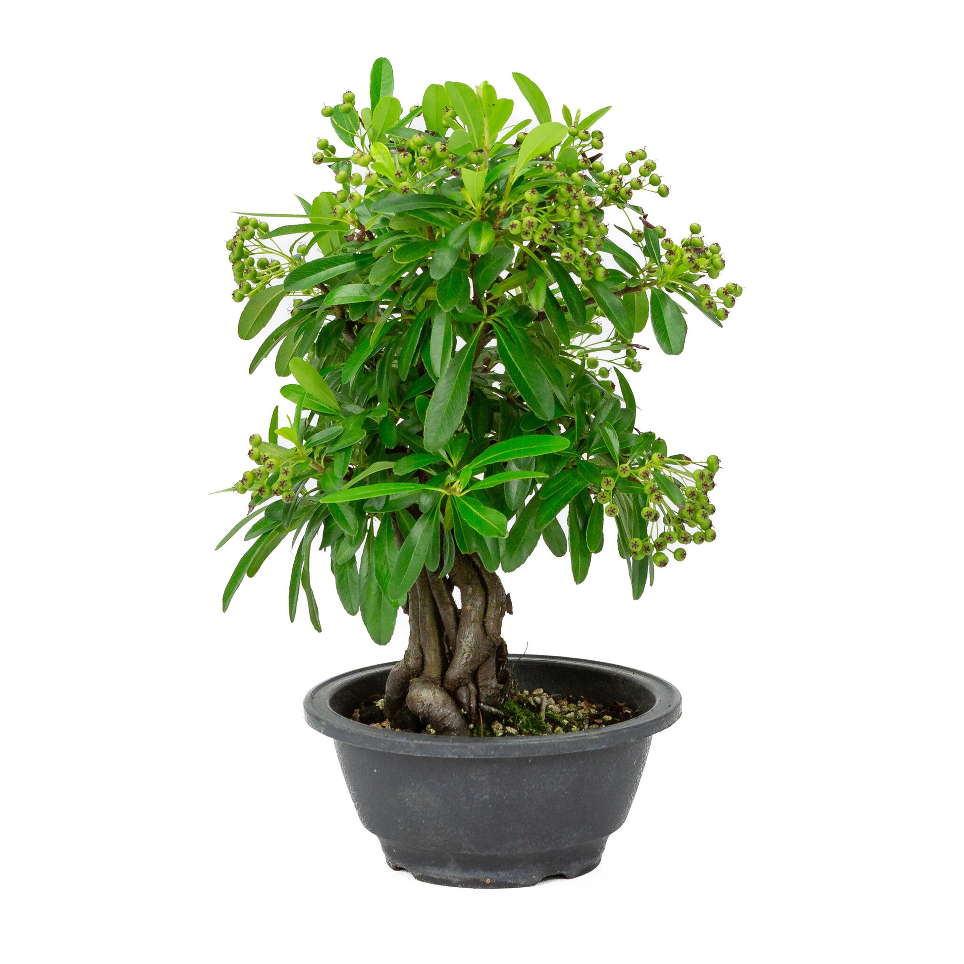 Bonsaï d'extérieur Pyracantha en pot plastique de 16 cm, hauteur ~32 cm