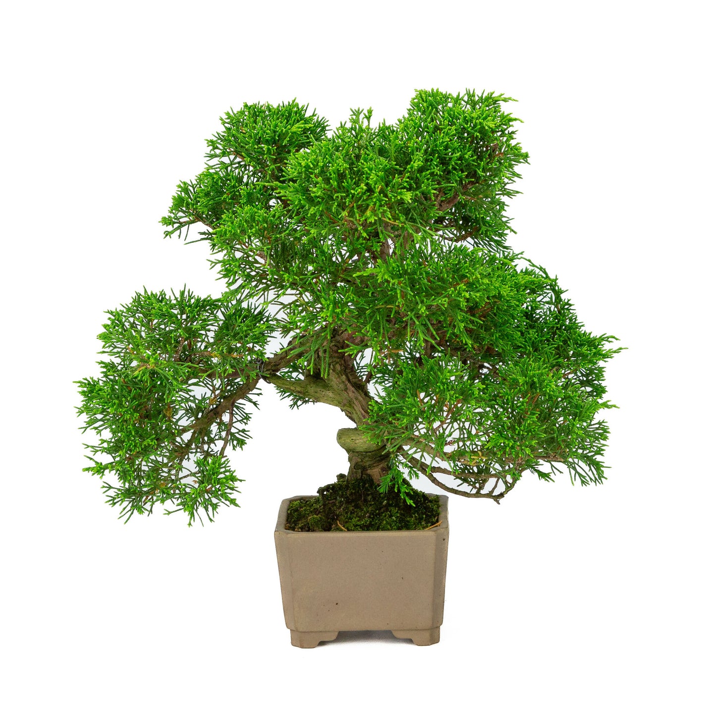 Bonsaï d'extérieur Juniperus chinensis non émaillé, carré de 10 cm, hauteur ~33 cm