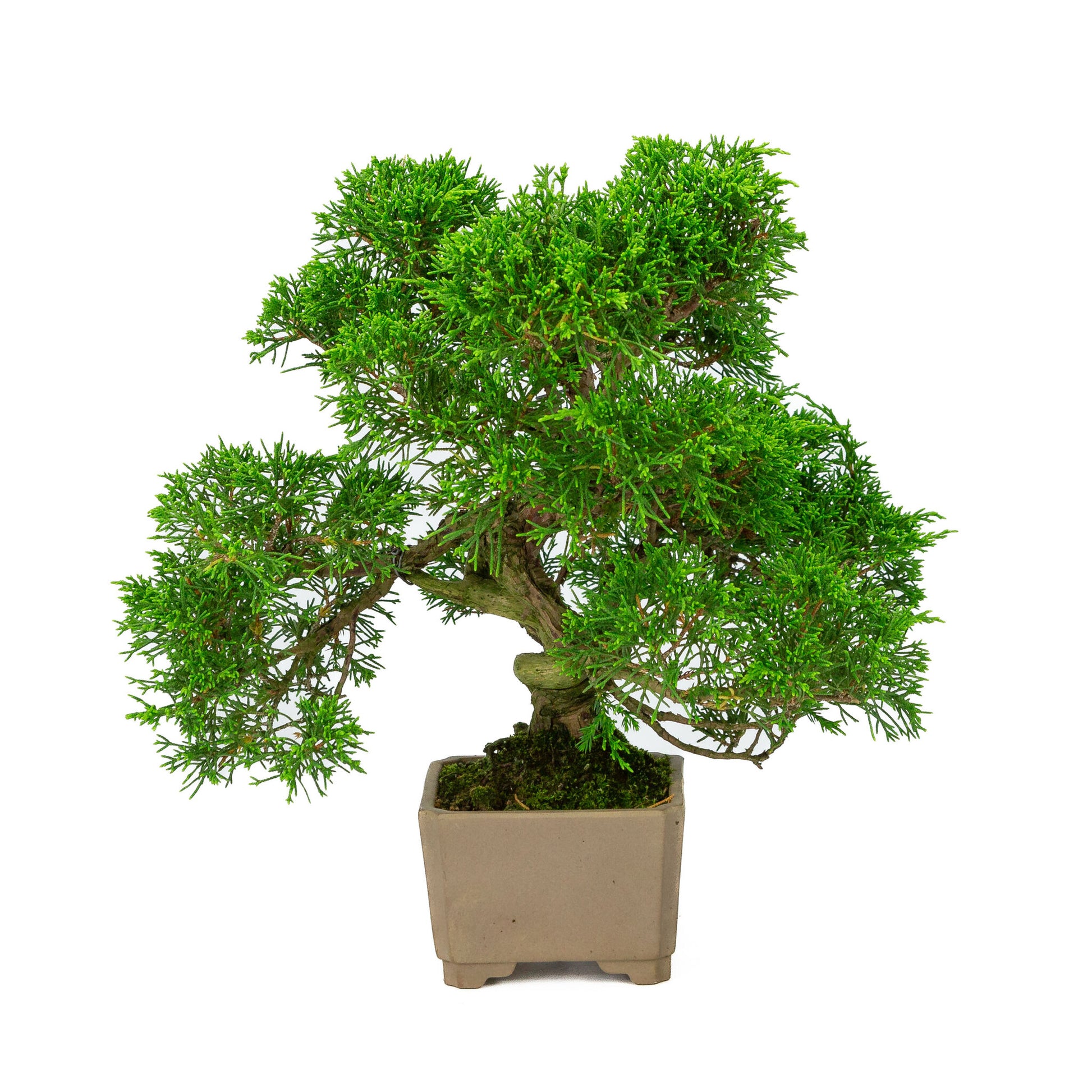 Bonsaï d'extérieur Juniperus chinensis non émaillé, carré de 10 cm, hauteur ~33 cm