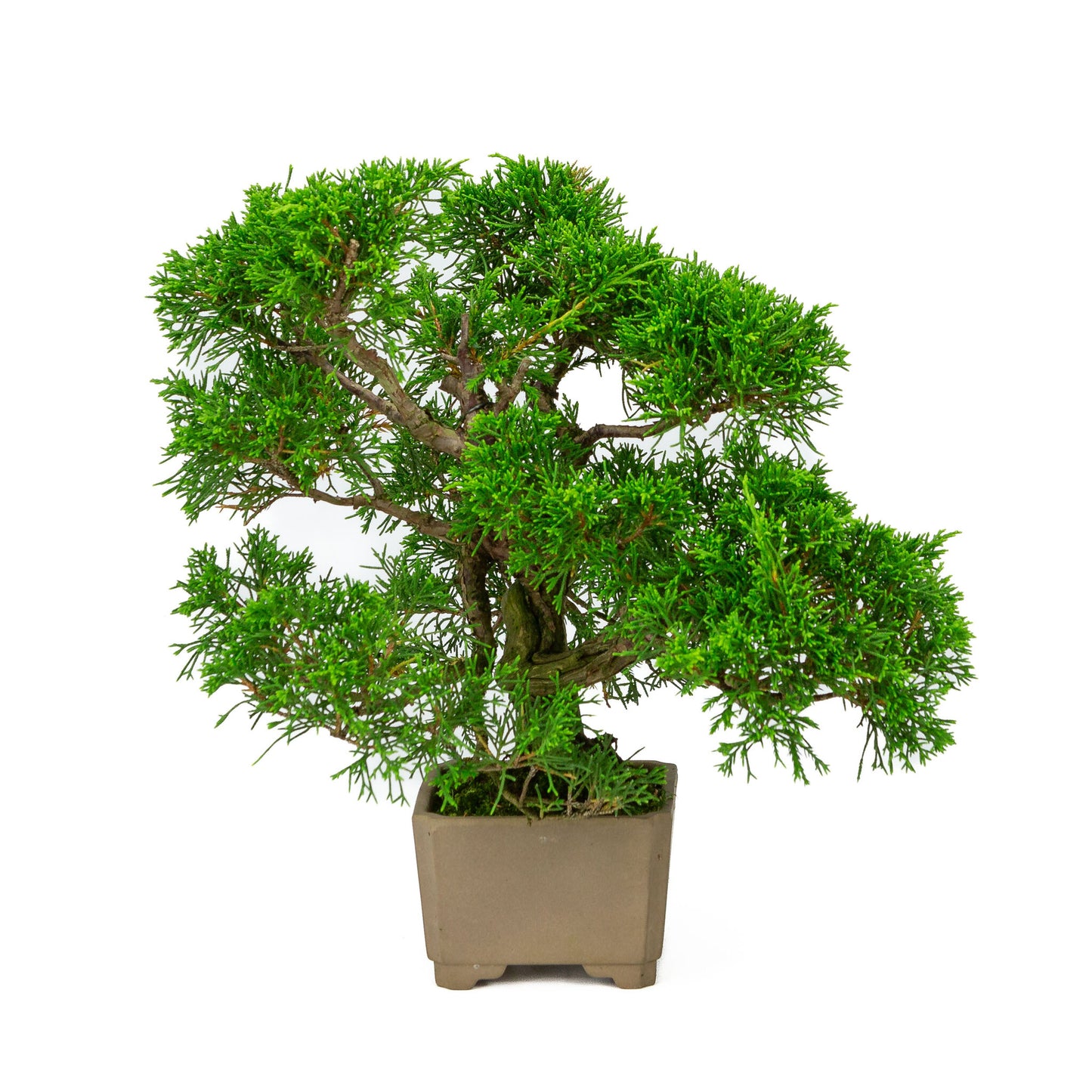 Bonsaï d'extérieur Juniperus chinensis non émaillé, carré de 10 cm, hauteur ~33 cm