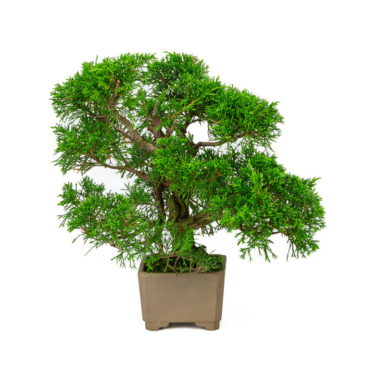 Bonsaï d'extérieur Juniperus chinensis non émaillé, carré de 10 cm, hauteur ~33 cm
