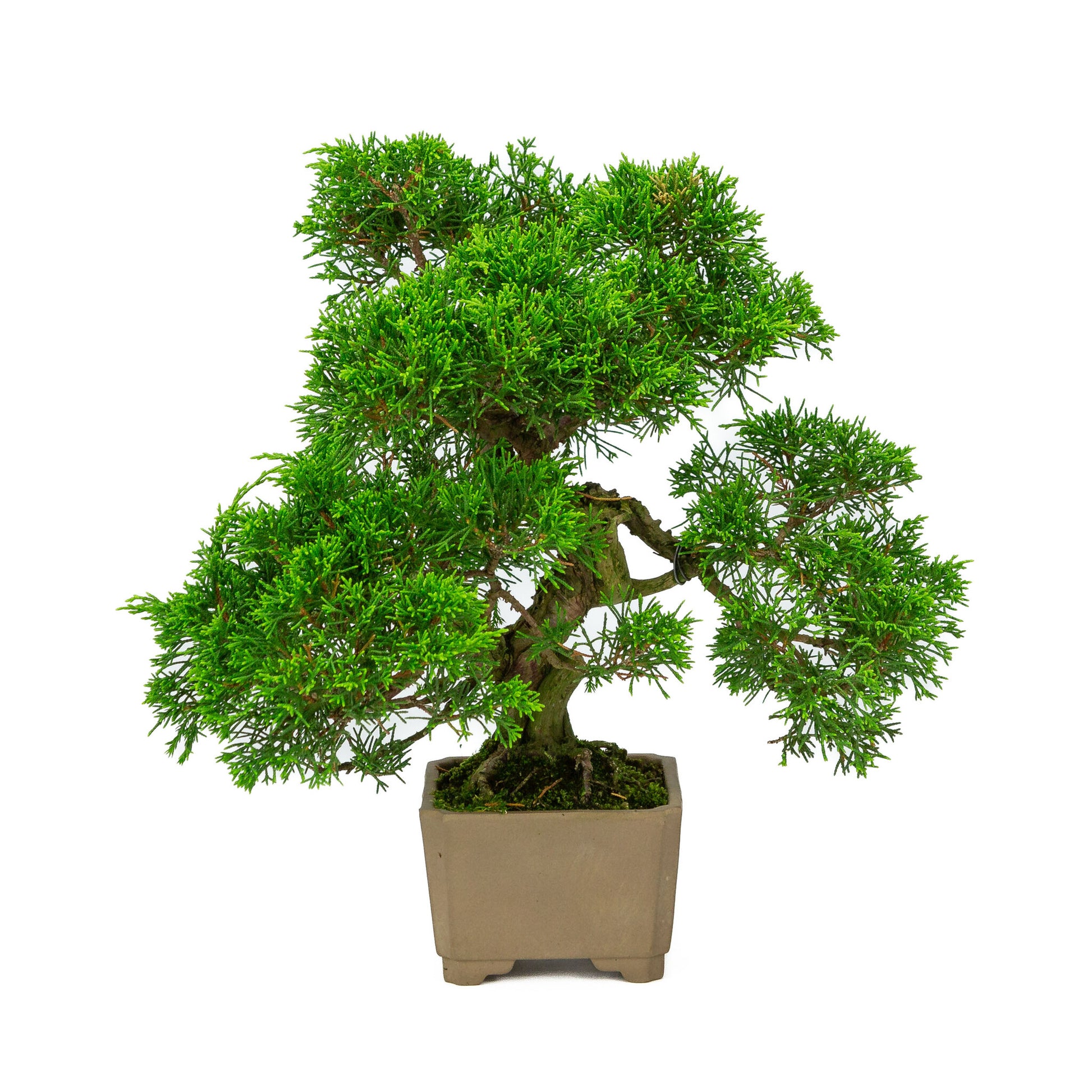 Bonsaï d'extérieur Juniperus chinensis non émaillé, carré de 10 cm, hauteur ~33 cm