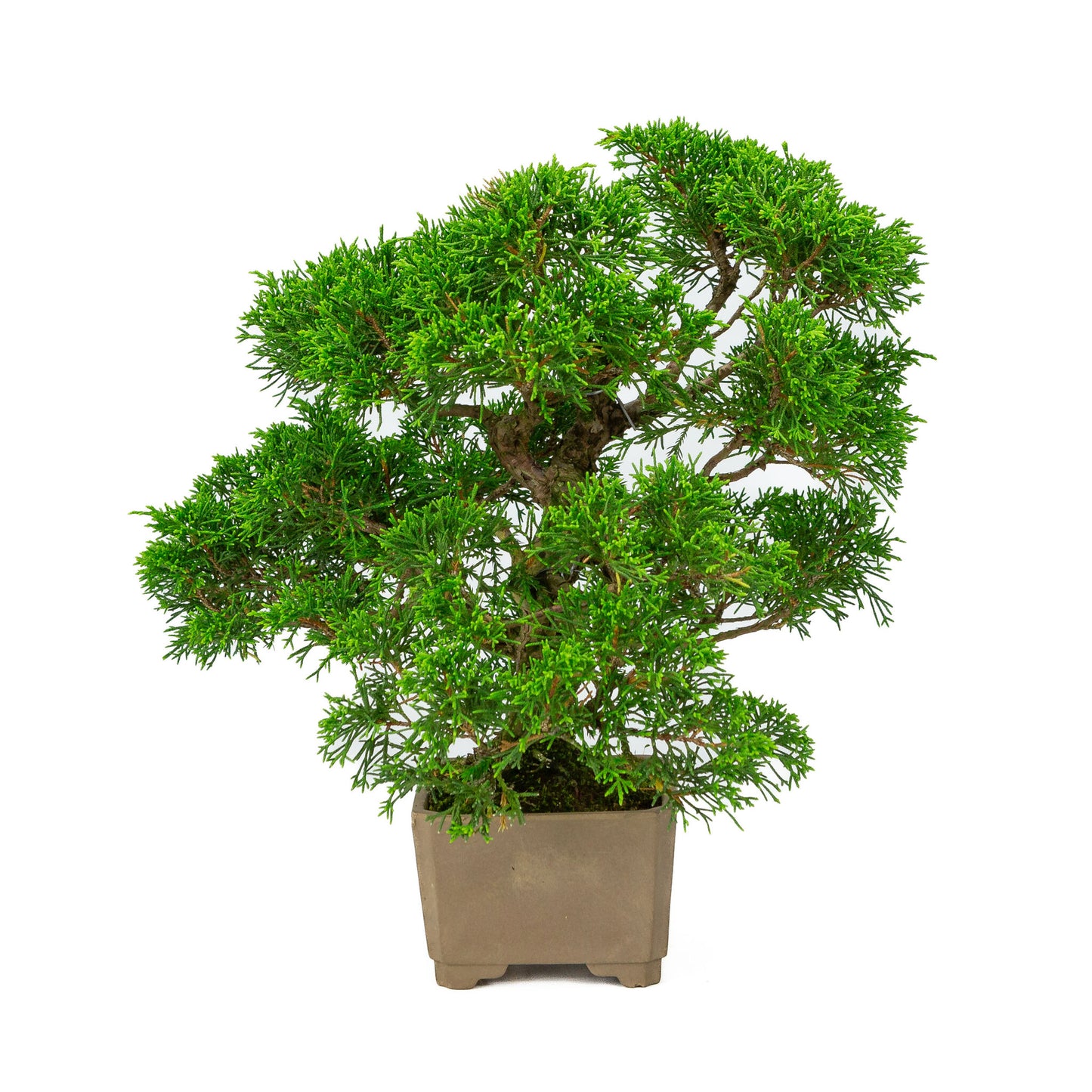 Bonsaï d'extérieur Juniperus chinensis non émaillé, carré de 10 cm, hauteur ~33 cm