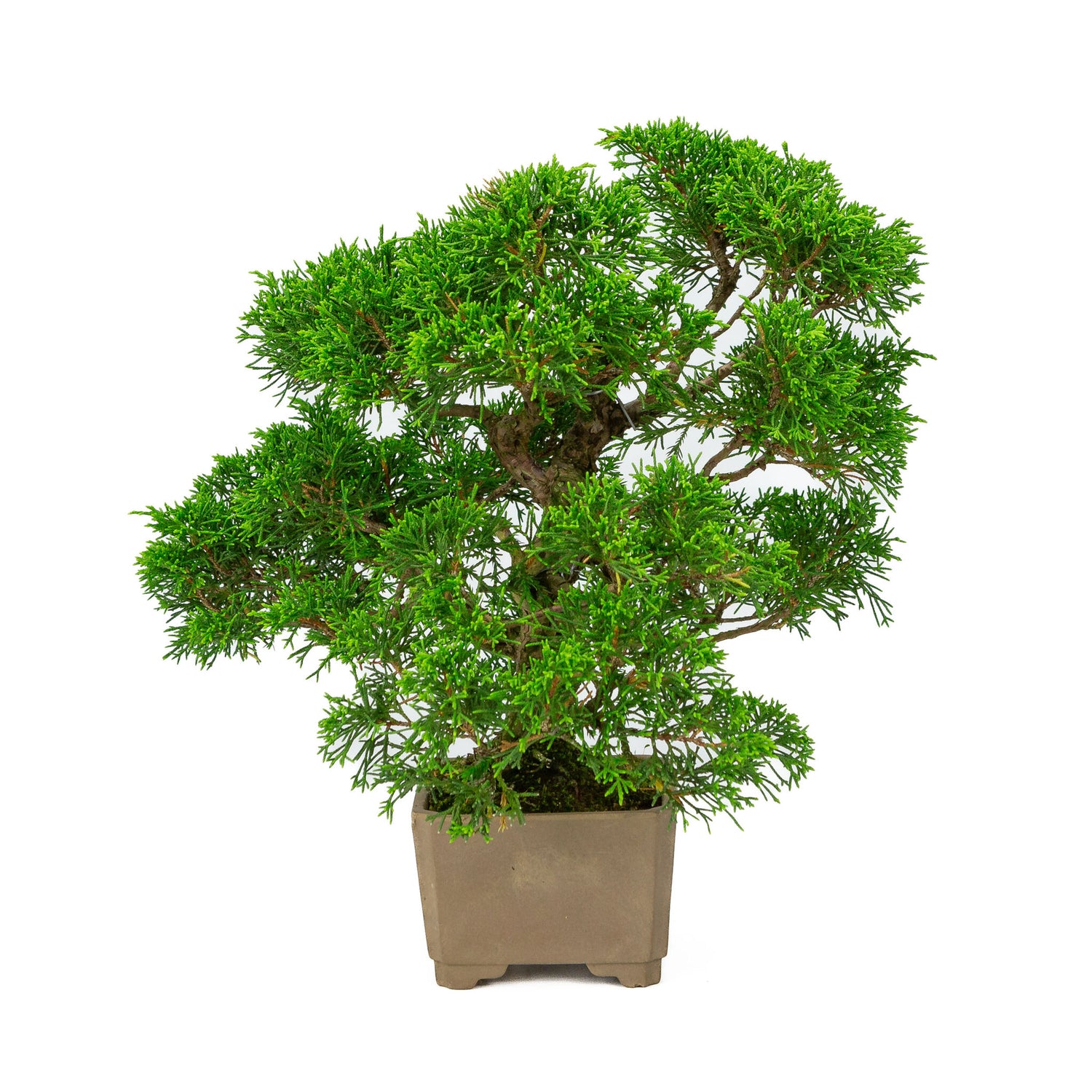 Buiten Bonsai Juniperus chinensis ongeglazuurde vierkant 10cm, hoogte ~33cm