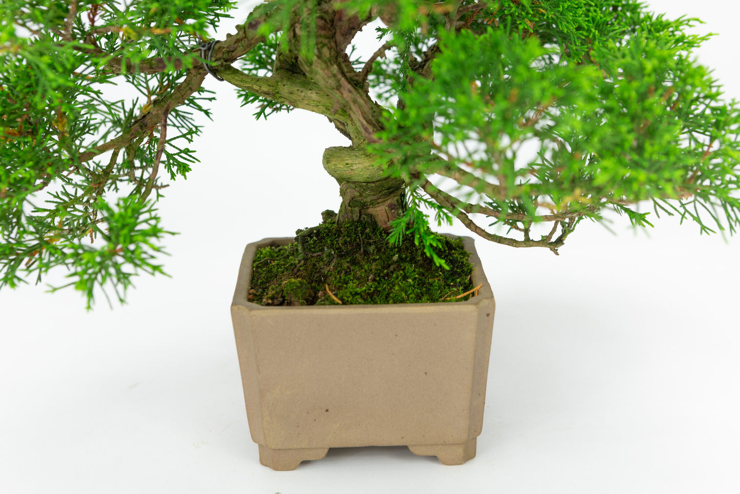 Bonsaï d'extérieur Juniperus chinensis non émaillé, carré de 10 cm, hauteur ~33 cm