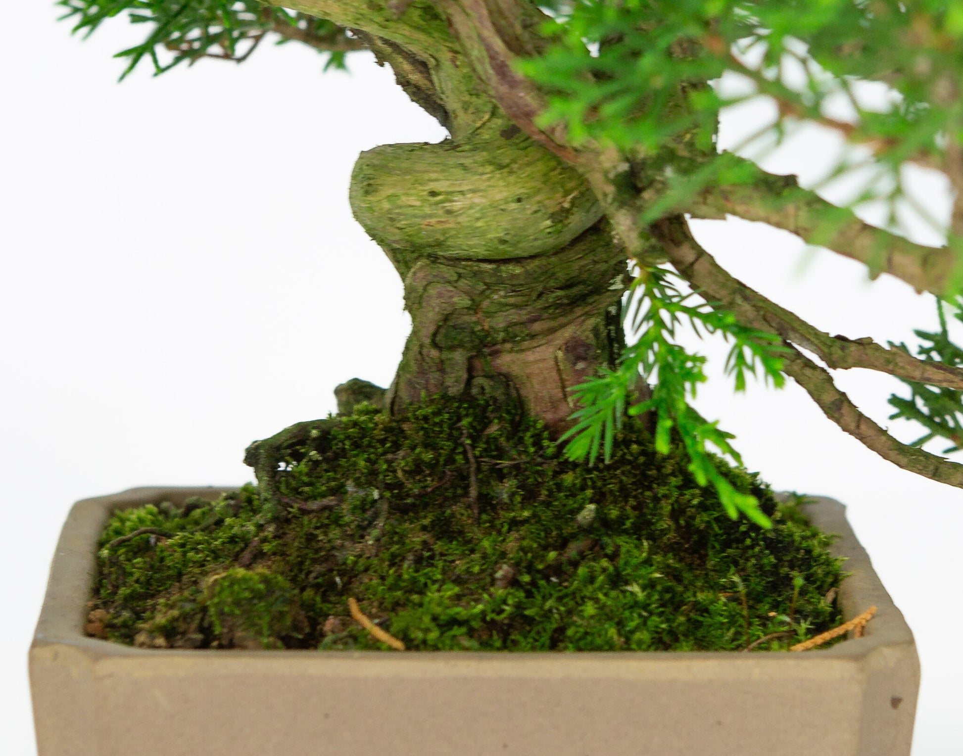 Bonsaï d'extérieur Juniperus chinensis non émaillé, carré de 10 cm, hauteur ~33 cm