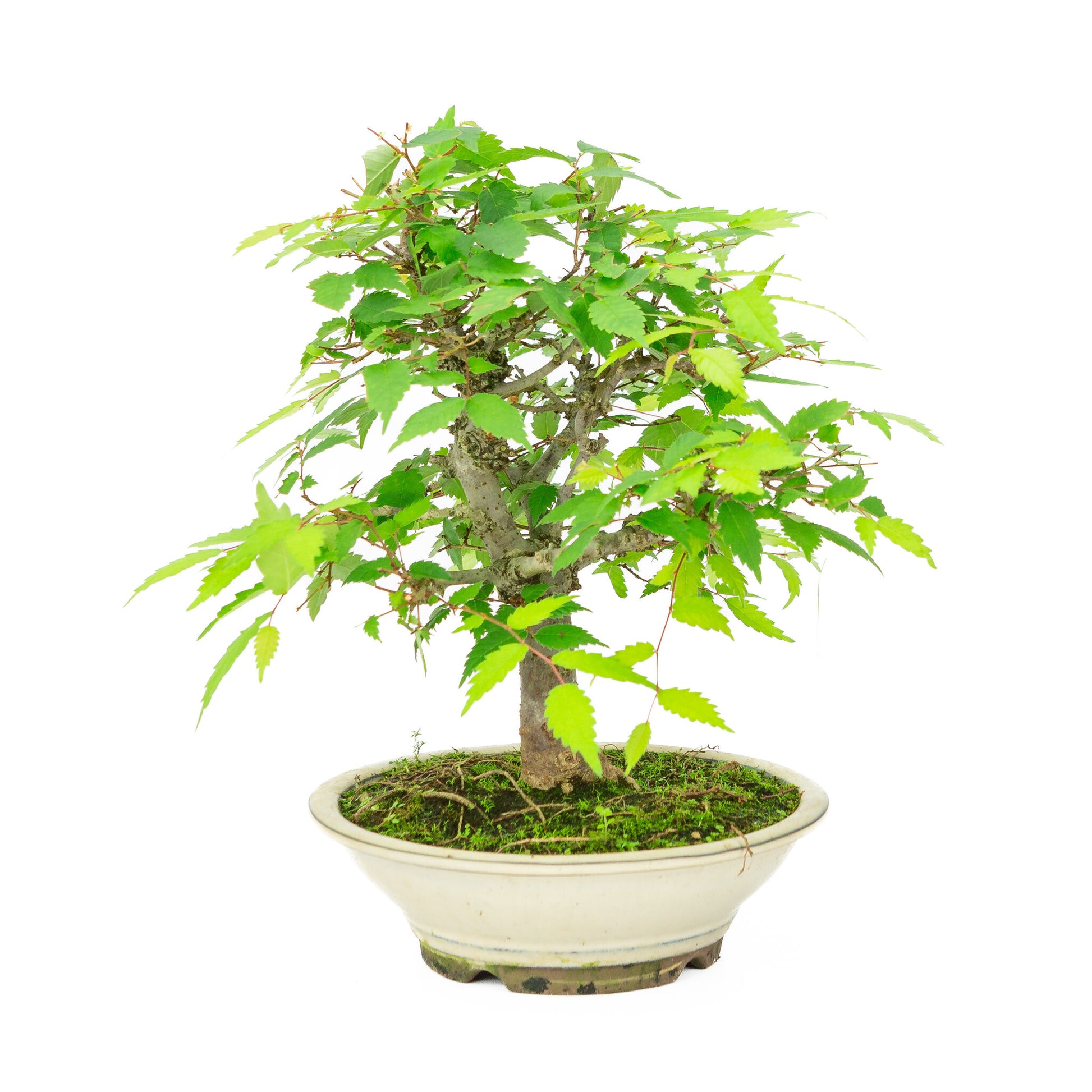 Bonsaï d'extérieur Zelkova serrata, pot rond crème, 20 cm, hauteur ~32 cm