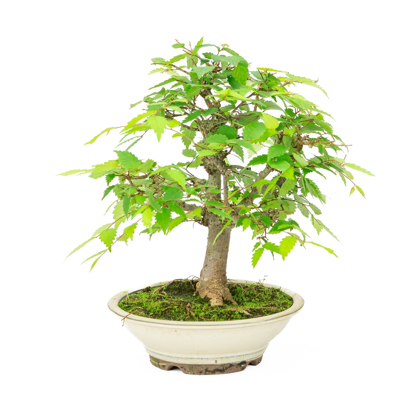 Bonsaï d'extérieur Zelkova serrata, pot rond crème, 20 cm, hauteur ~32 cm