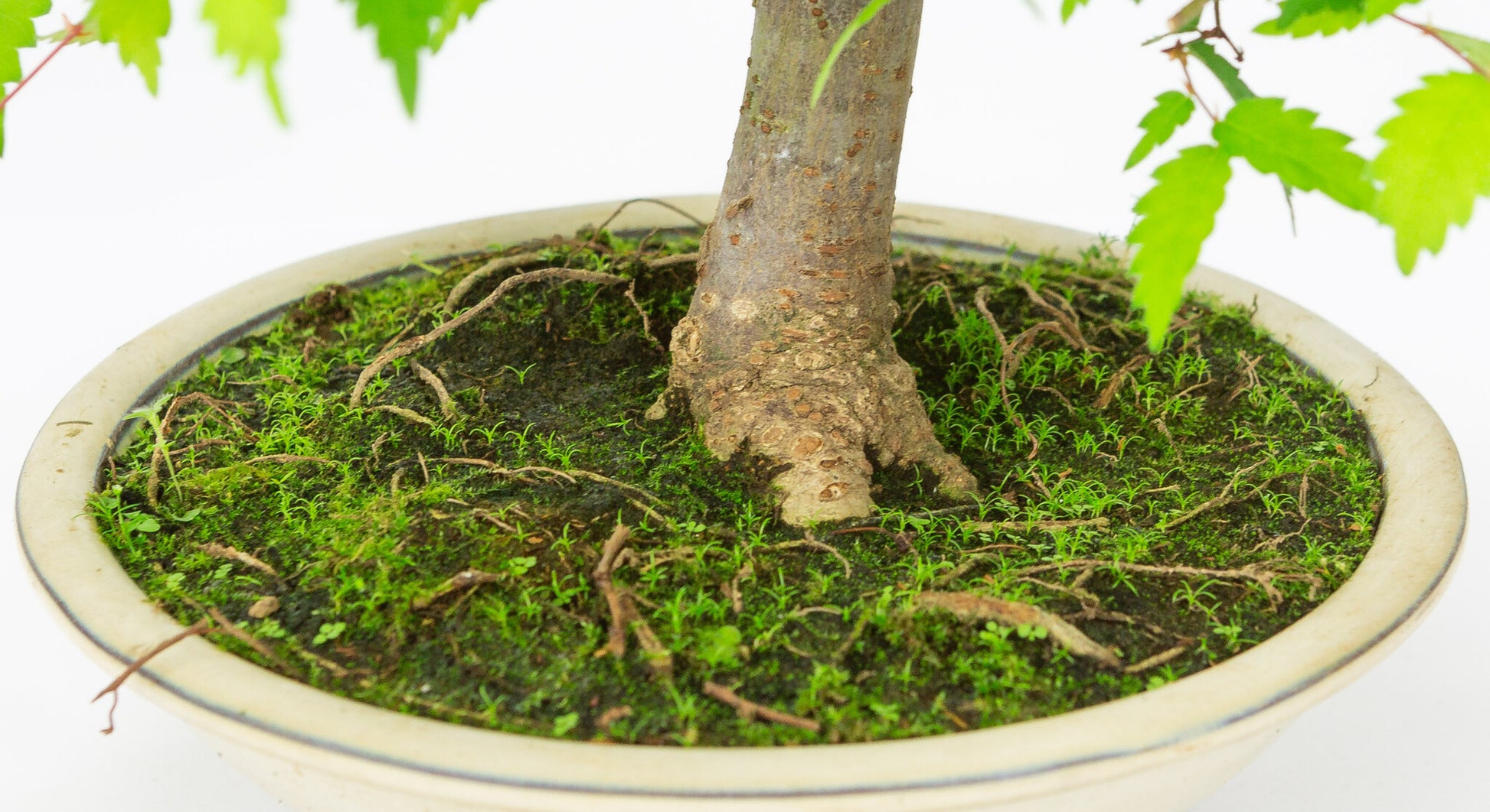 Bonsaï d'extérieur Zelkova serrata, pot rond crème, 20 cm, hauteur ~32 cm