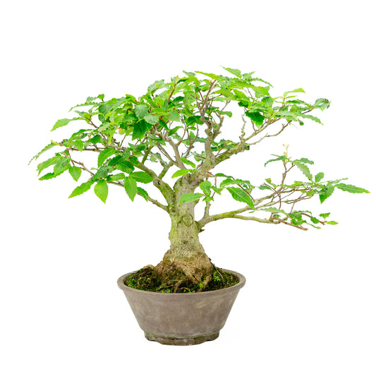 Buiten Bonsai Fagus crenata bruine ronde pot 22cm, hoogte ~40cm