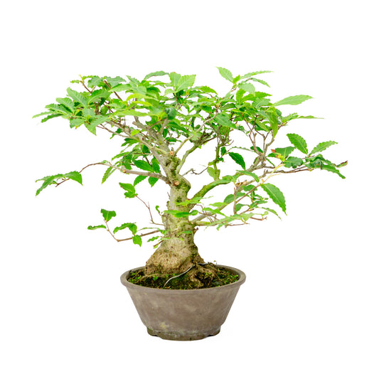 Buiten Bonsai Fagus crenata bruine ronde pot 22cm, hoogte ~40cm