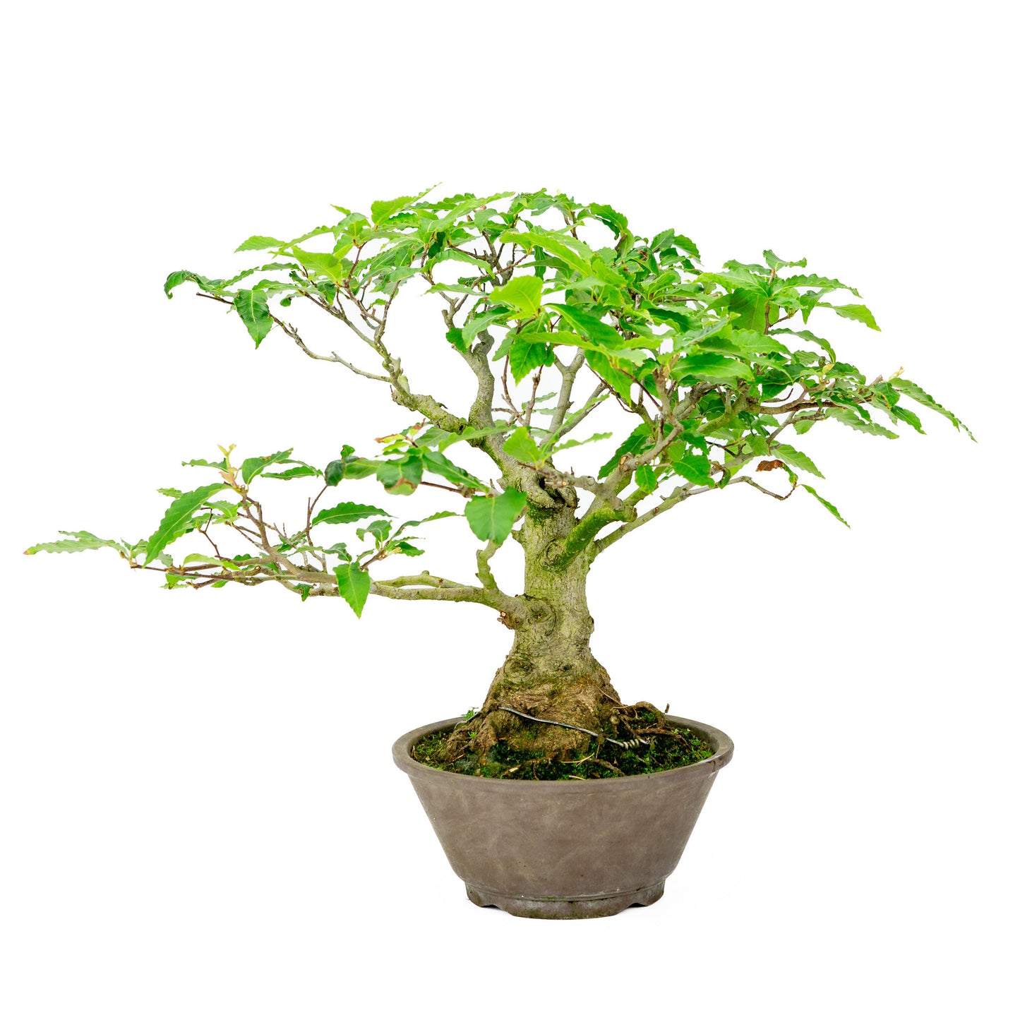 Buiten Bonsai Fagus crenata bruine ronde pot 22cm, hoogte ~40cm
