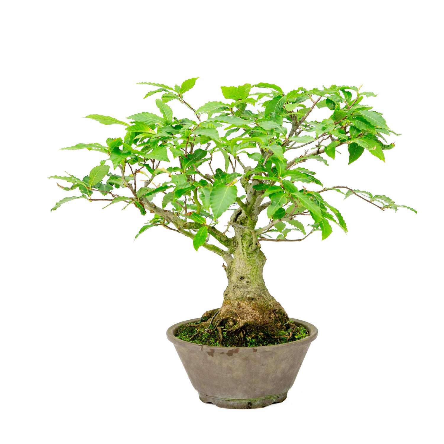 Buiten Bonsai Fagus crenata bruine ronde pot 22cm, hoogte ~40cm