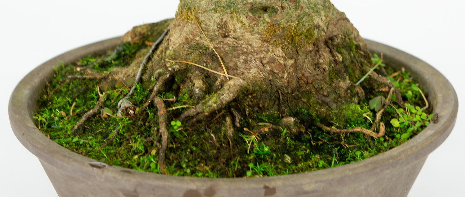Buiten Bonsai Fagus crenata bruine ronde pot 22cm, hoogte ~40cm