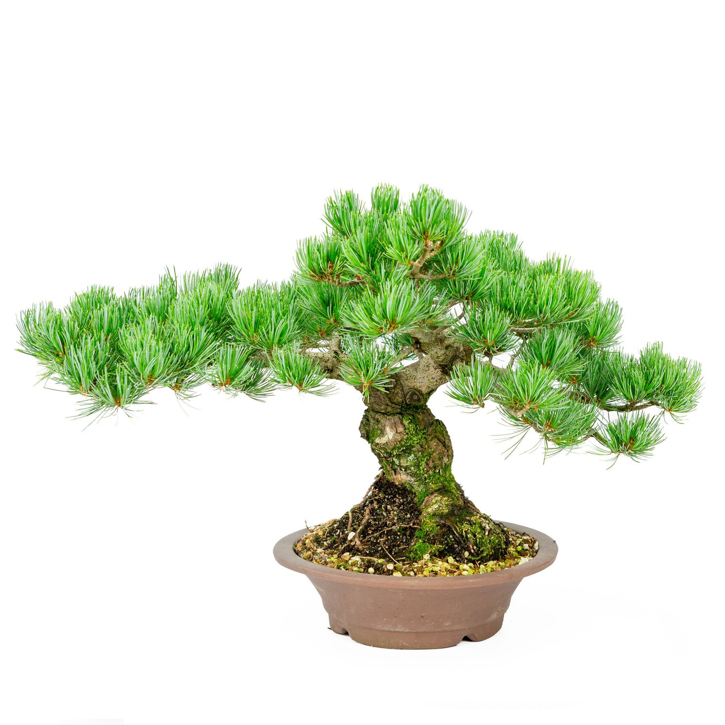 Bonsaï d'extérieur Pinus parviflora en pot rond non émaillé de 27 cm, hauteur ~40 cm