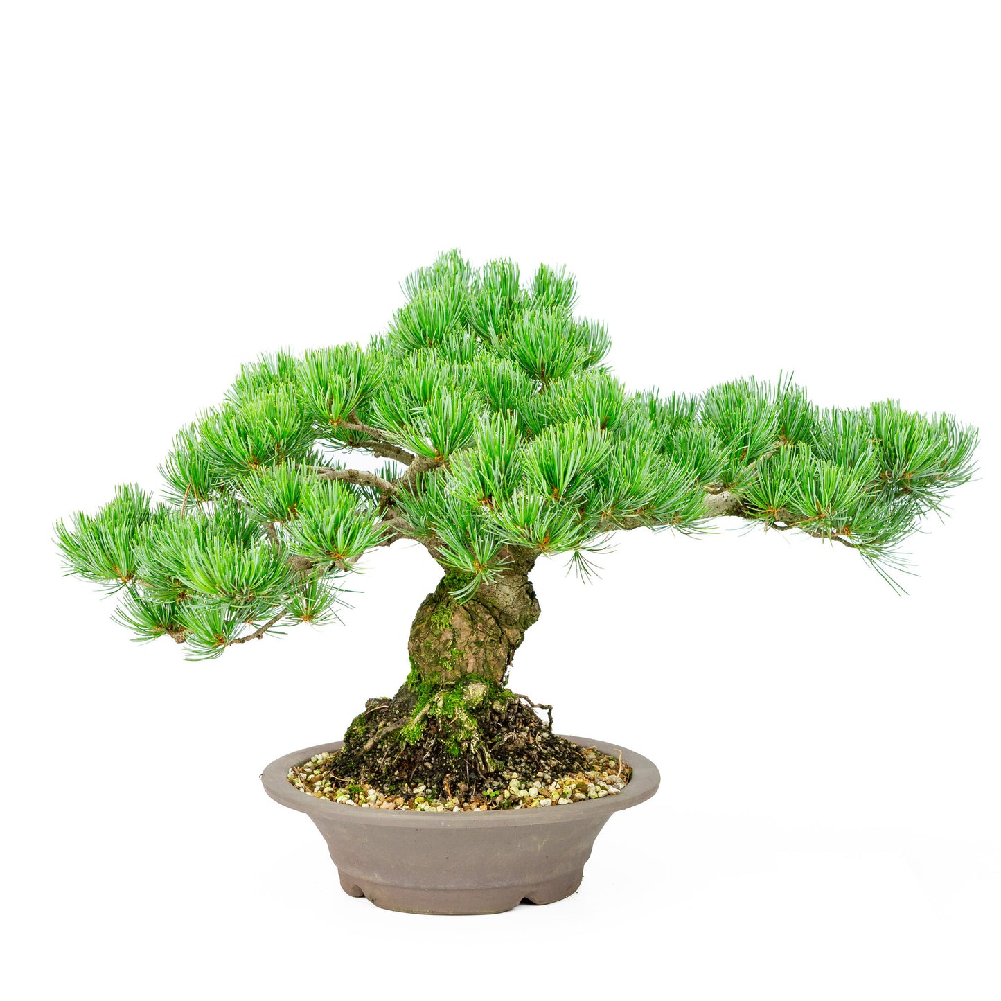 Bonsaï d'extérieur Pinus parviflora en pot rond non émaillé de 27 cm, hauteur ~40 cm