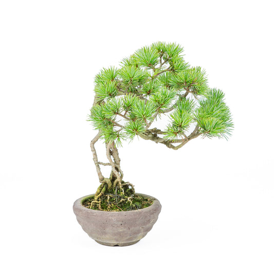 Buiten Bonsai Pinus parviflora neagari ongeglazuurde ronde pot 13cm, hoogte ~28cm