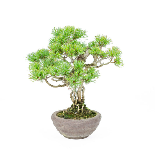 Buiten Bonsai Pinus parviflora neagari ongeglazuurde ronde pot 13cm, hoogte ~28cm