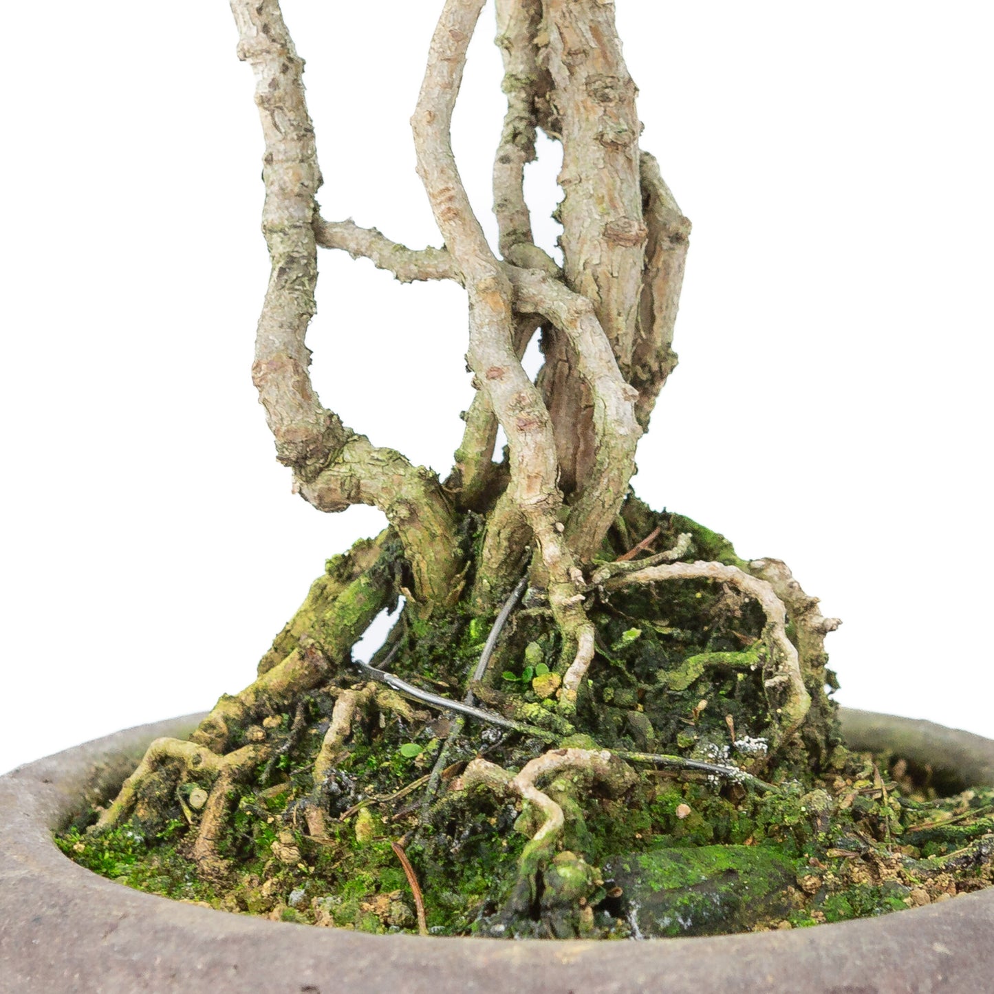 Bonsaï d'extérieur Pinus parviflora neagari, pot rond non émaillé de 13 cm, hauteur ~28 cm