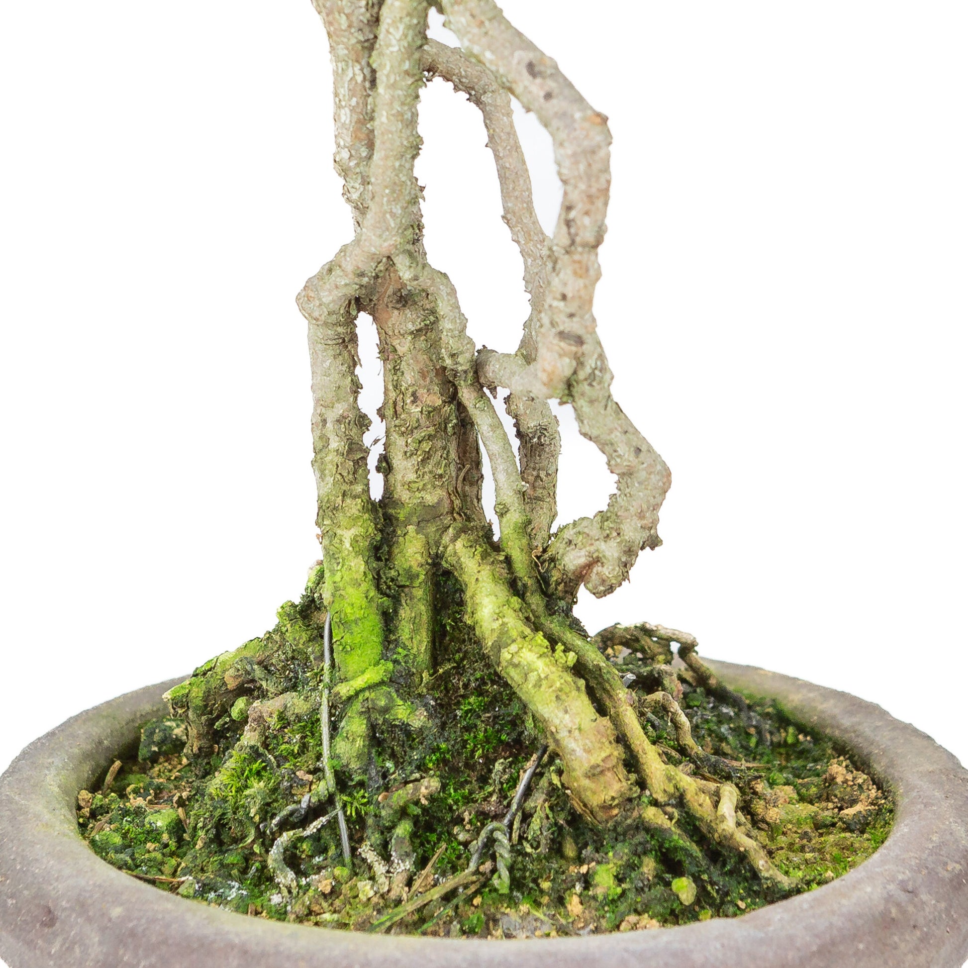 Bonsaï d'extérieur Pinus parviflora neagari, pot rond non émaillé de 13 cm, hauteur ~28 cm