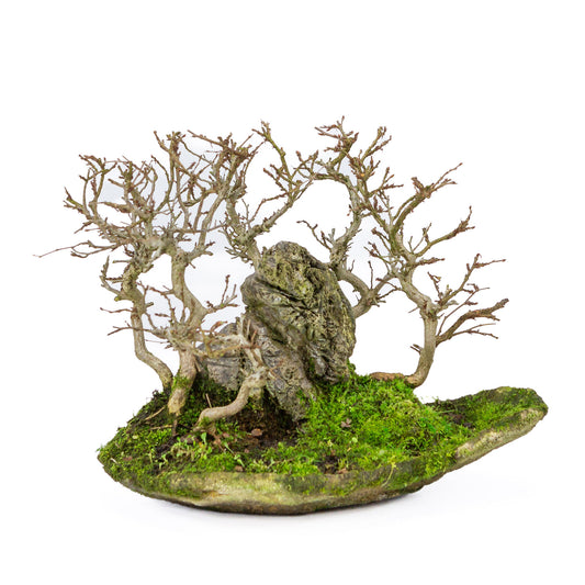 Buiten Bonsai Carpinus coreana met steen op plank 32cm, hoogte ~27cm